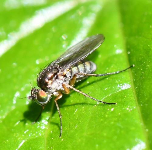 Dolichopus sp.